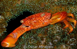 Coral crab by Oscar Miralpeix 
